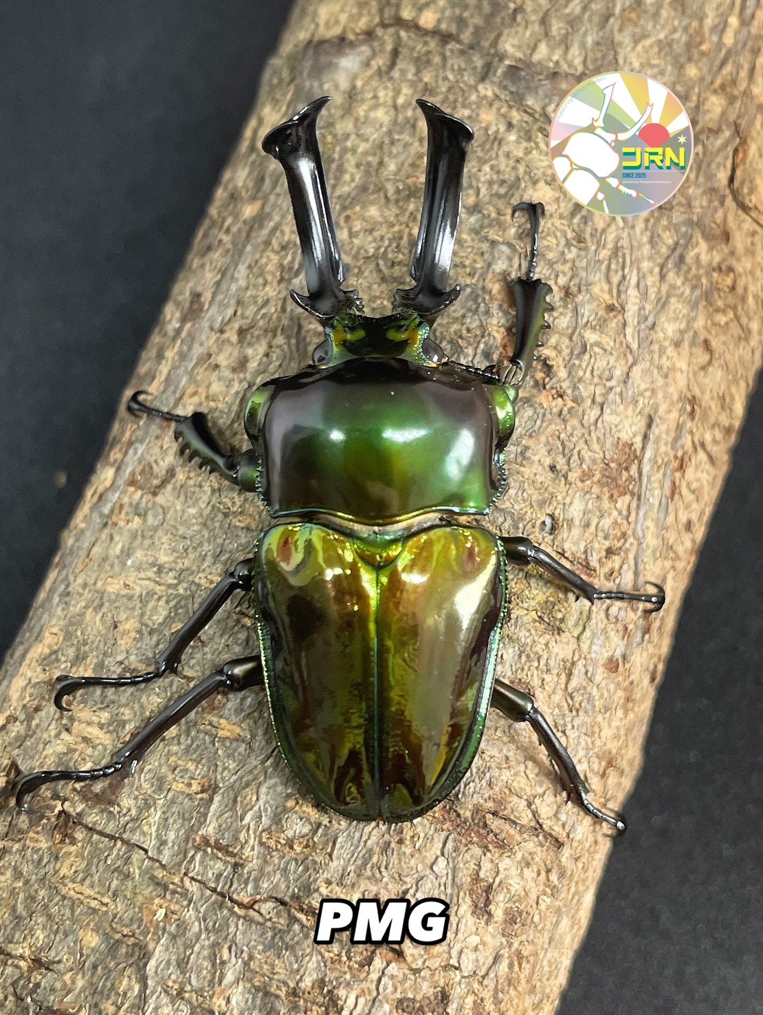 Super Green Pikal rainbow stag beetle